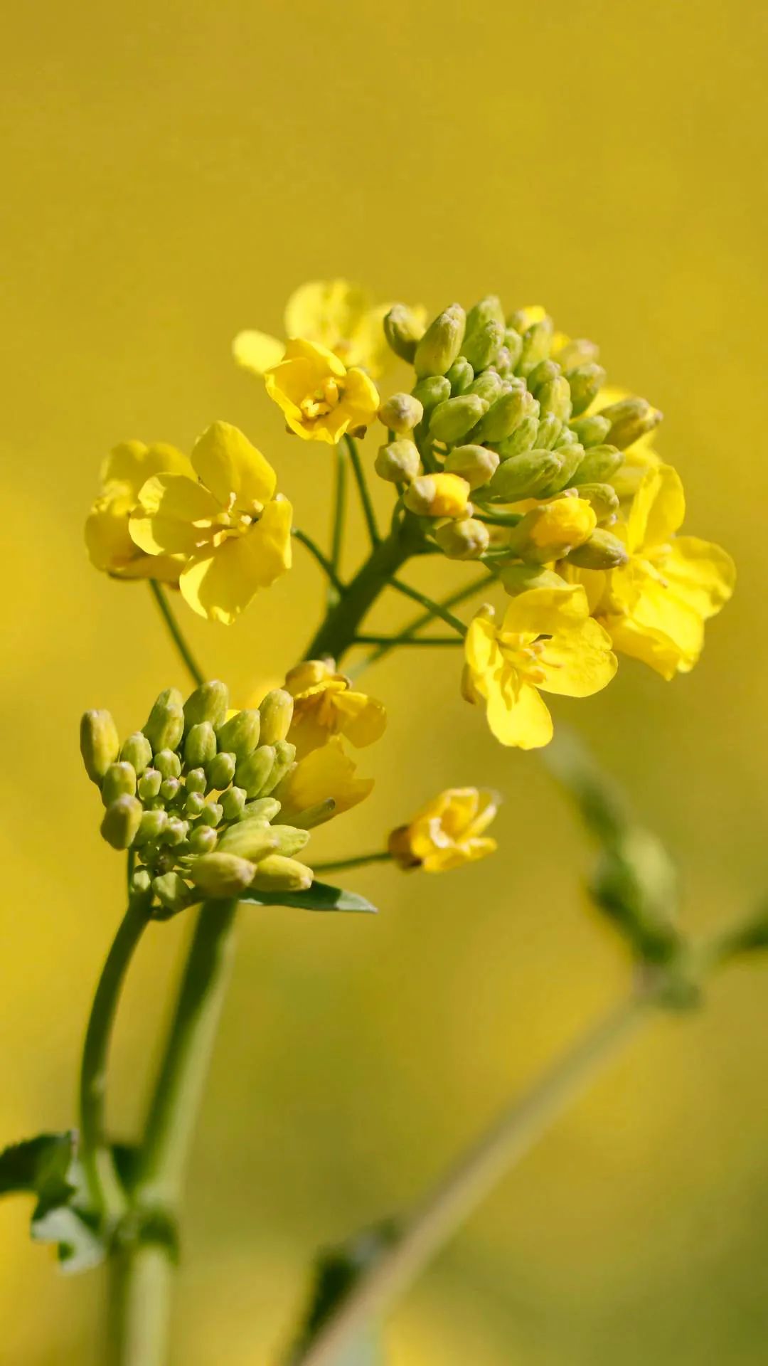 你看潍坊的油菜花开了