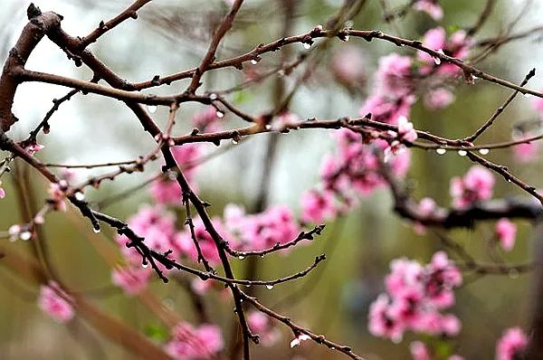 描写春雨的好词好句好诗积累