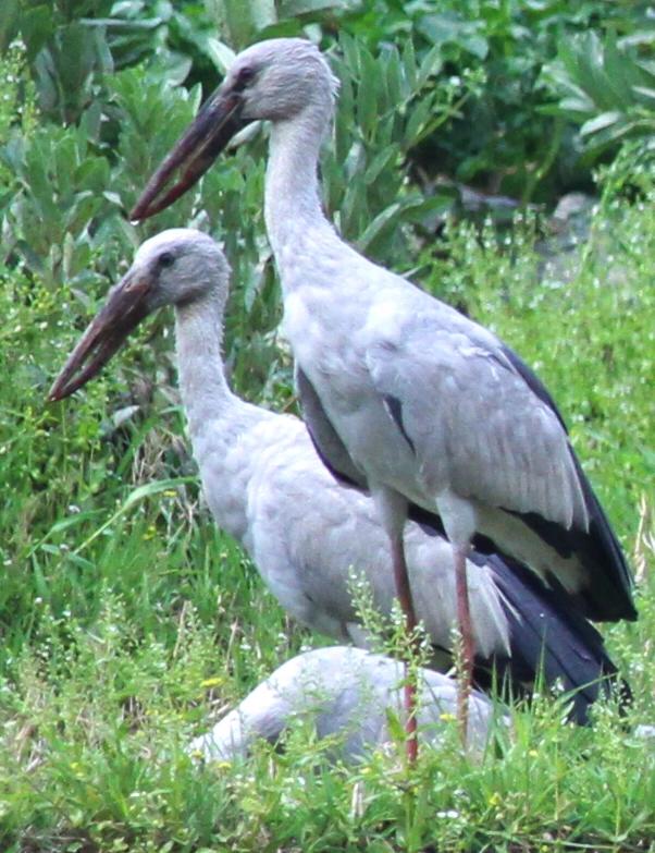 世界濒危物种钳嘴鹳在云南陆良"落户"了_鸟类