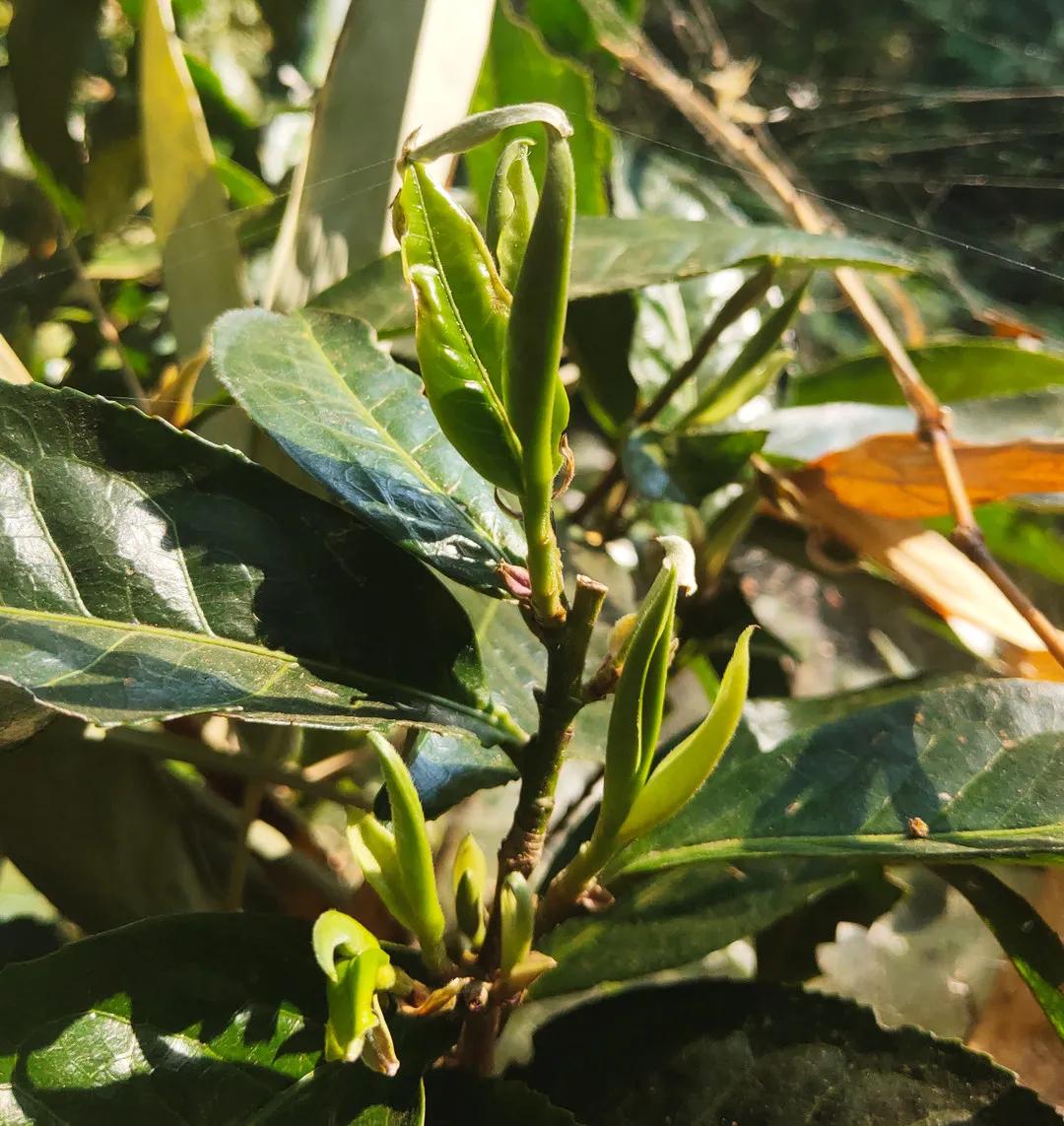 受今年干旱因素的影响,南糯山的小树已经发出了嫩芽,古树还处在茶芽萌