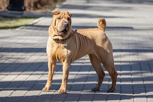 原创一种优秀的本土犬种:独立自主的沙皮犬,它们是非常忠诚的家庭犬