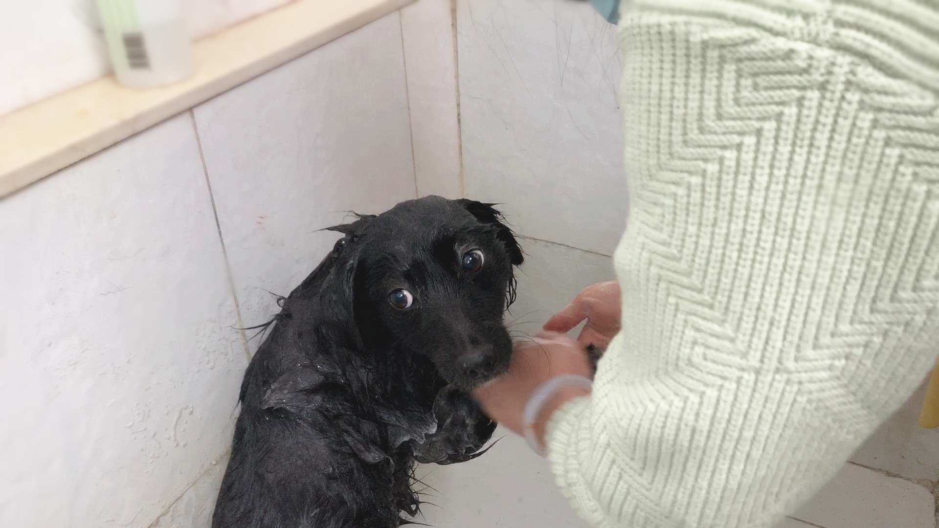 你家狗狗爱洗澡吗？|狗狗|你家|小动物_新浪新闻