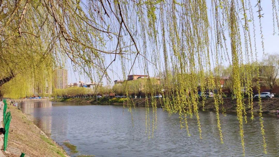 叶县的这些景,了整个春天!