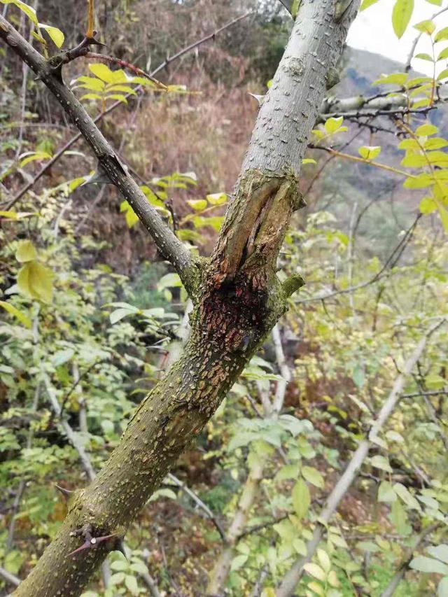 花椒流胶的危害及防控措施