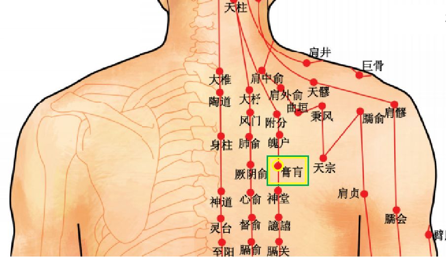 膏肓的准确位置图片图片