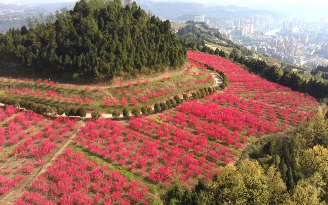 四川巴中苏山坪图片