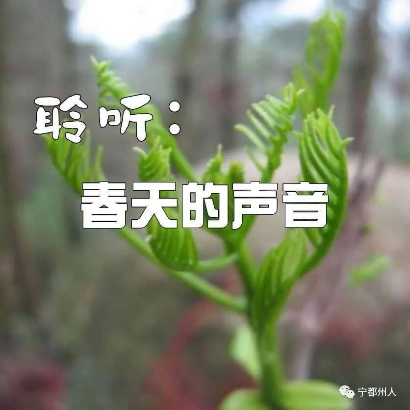 宁都州人春天你最想听见什么声音