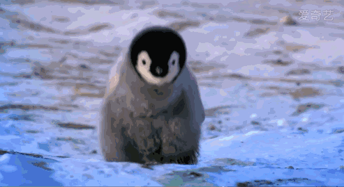 小企鹅茂密表情包图片