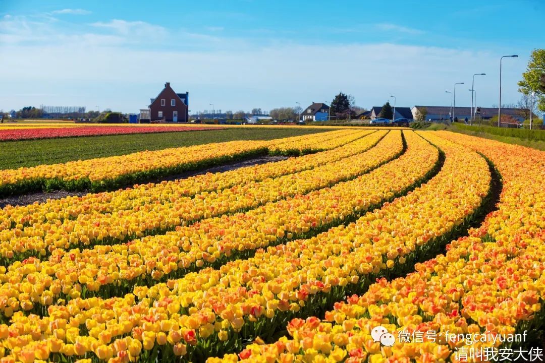 荷兰郁金香花海是场深沉的幻觉