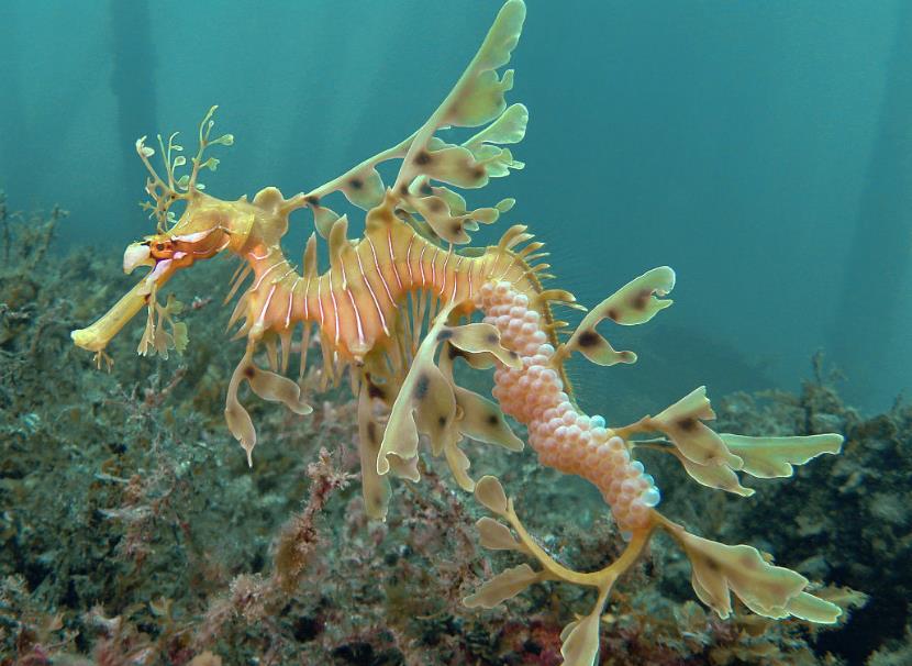 你了解绿叶海龙吗