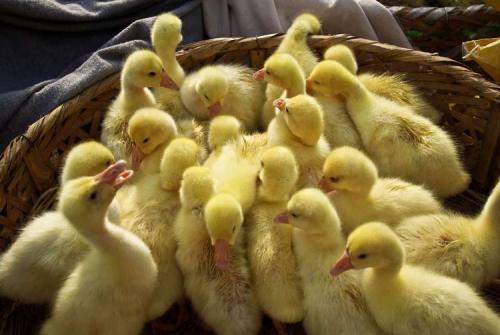 原创养鹅育雏期是小鹅最容易发生死亡的阶段该如何预防呢