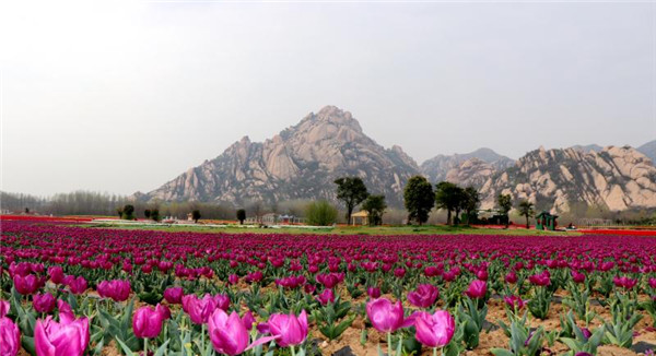 嵖岈山郁金香园已经进入盛花期3月24日开园不见不散