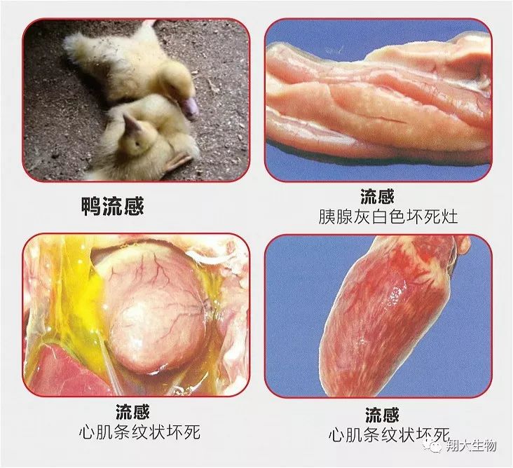 精品禽药安黄舒鸭黄病毒禽安卡拉病毒流感等病毒混合感染专用药