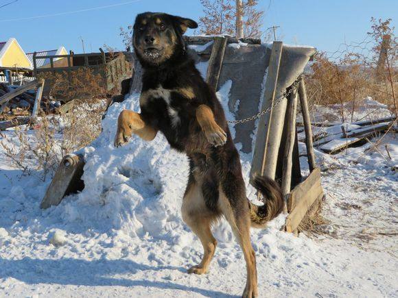原创曾经称霸东北的猎犬常被当做土狗如今面临消失的境地