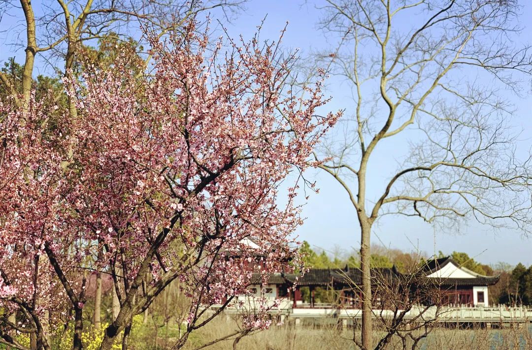 解锁春天正当时汉服小姐姐带你云游海湾梅花岛