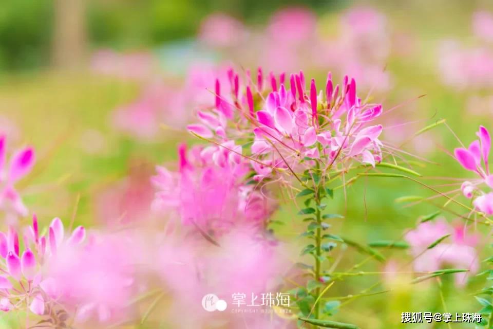 鳥語花香,一步一景的香山湖公園,宛如珠海的室外桃園,是週末踏青,放鬆