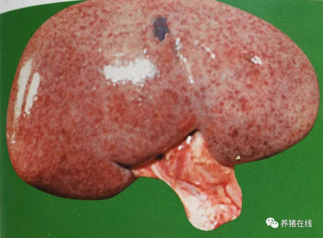 成功控制一例产房小猪顽固性呕吐,腹泻.