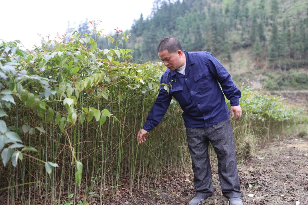 主要通过从事钩藤苗木培育,供应,种植和产品加工