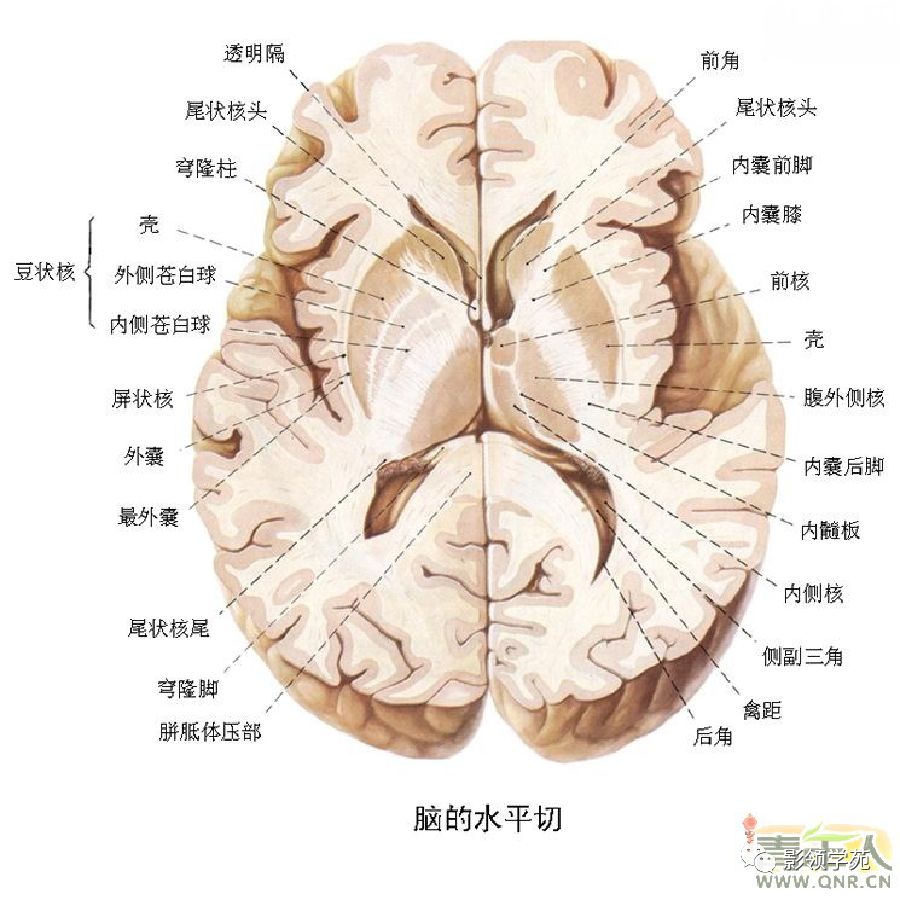 脑基底节区解剖图图片