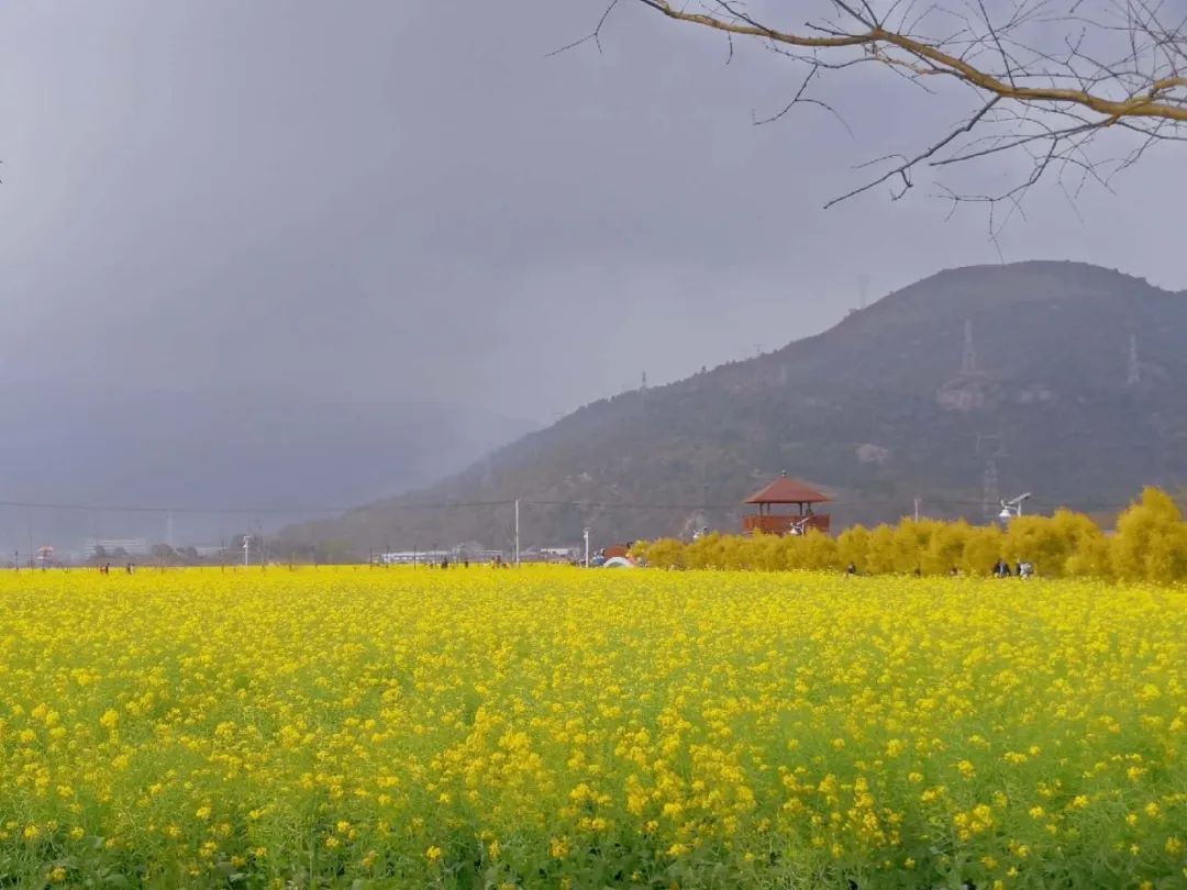 速约温州山区今年最后一波油菜花海