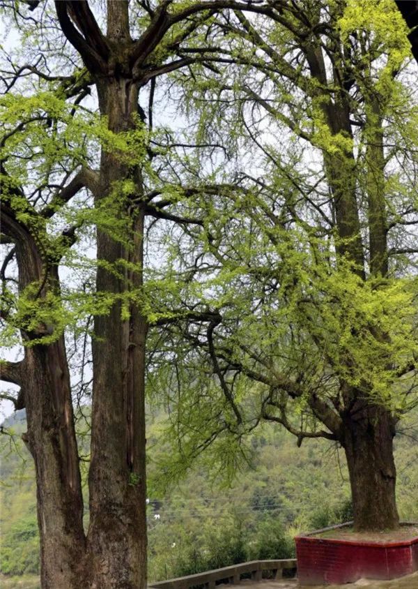 广安市4株古树入选四川省百佳古树名木名录