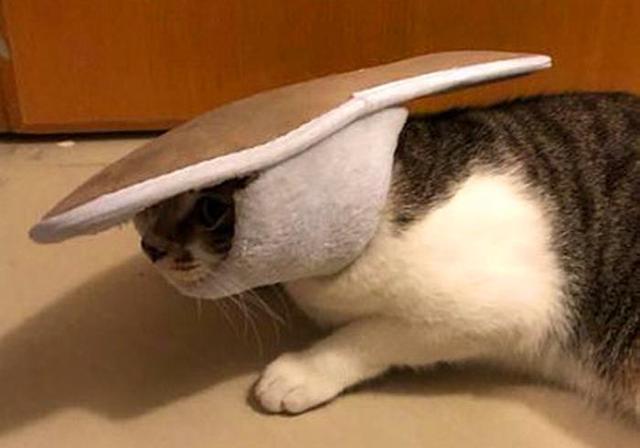 原创猫咪如何成为一代大侠狸花猫头戴拖鞋威风现身铲屎官却感心累