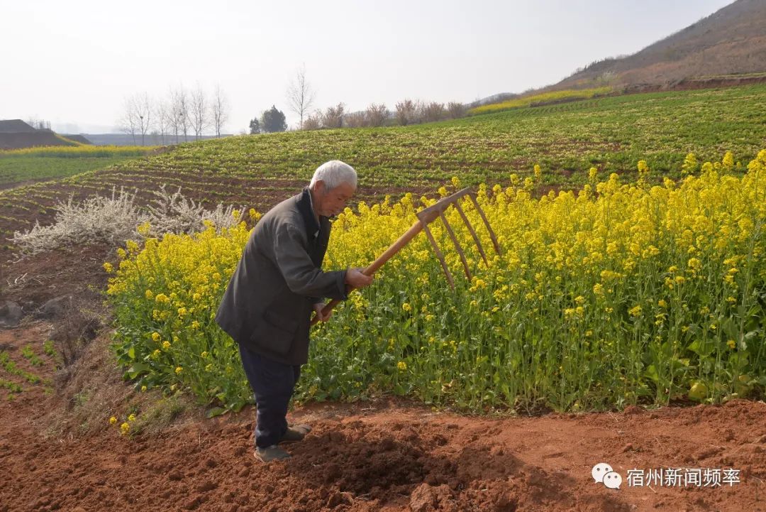山区农民改变昔日一麦一豆传统农业种植模式,在荒山坡地栽树种花,种植