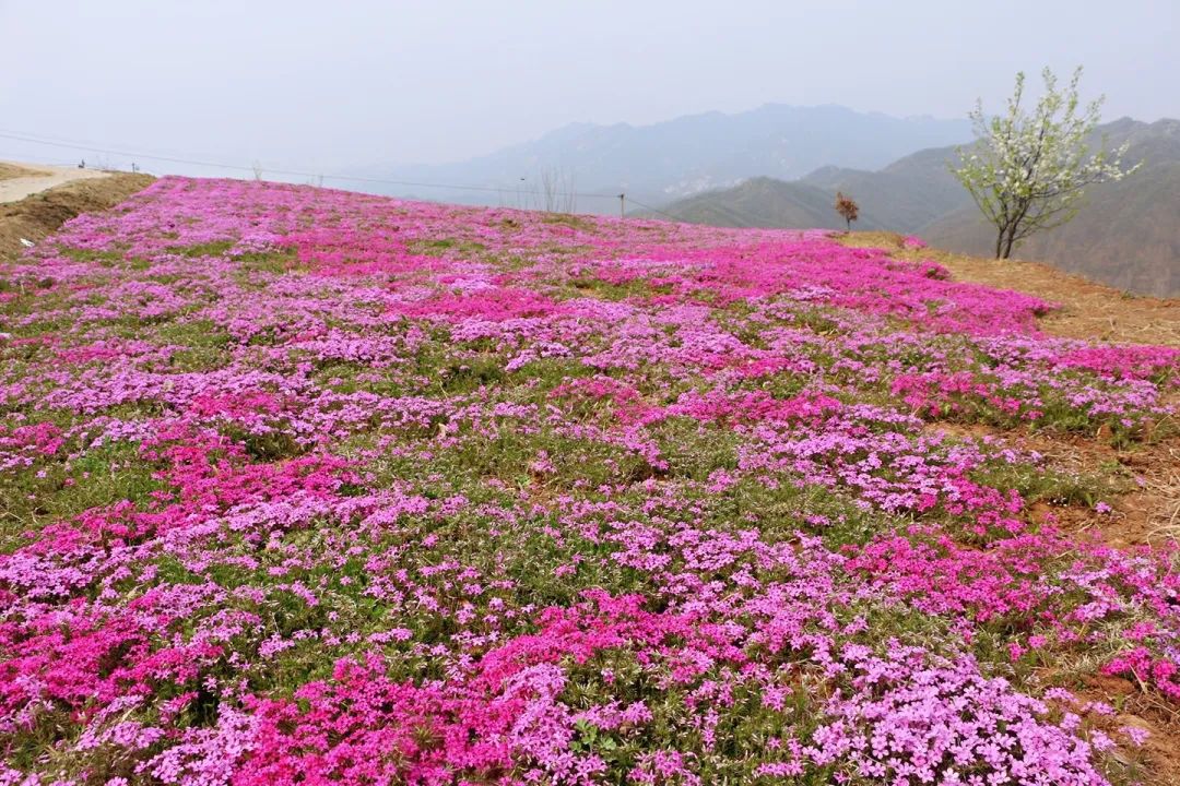 關注愛她就帶她到嵩縣裡仁花海芝櫻成紅毯盛花期馬上來啦