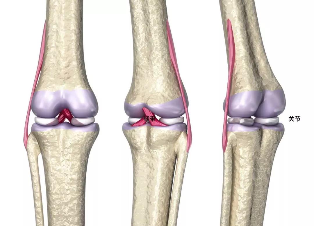 以为拉伸是拉韧带?再拉就断啦!_瑜伽