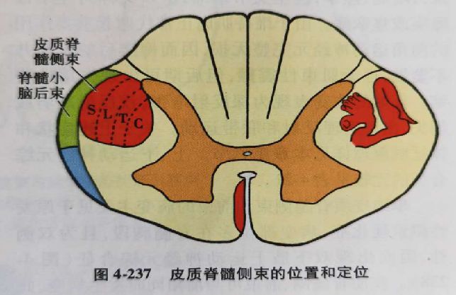 康复大讲堂疫情之下康复学习系列课程4脊髓的内部结构与功能