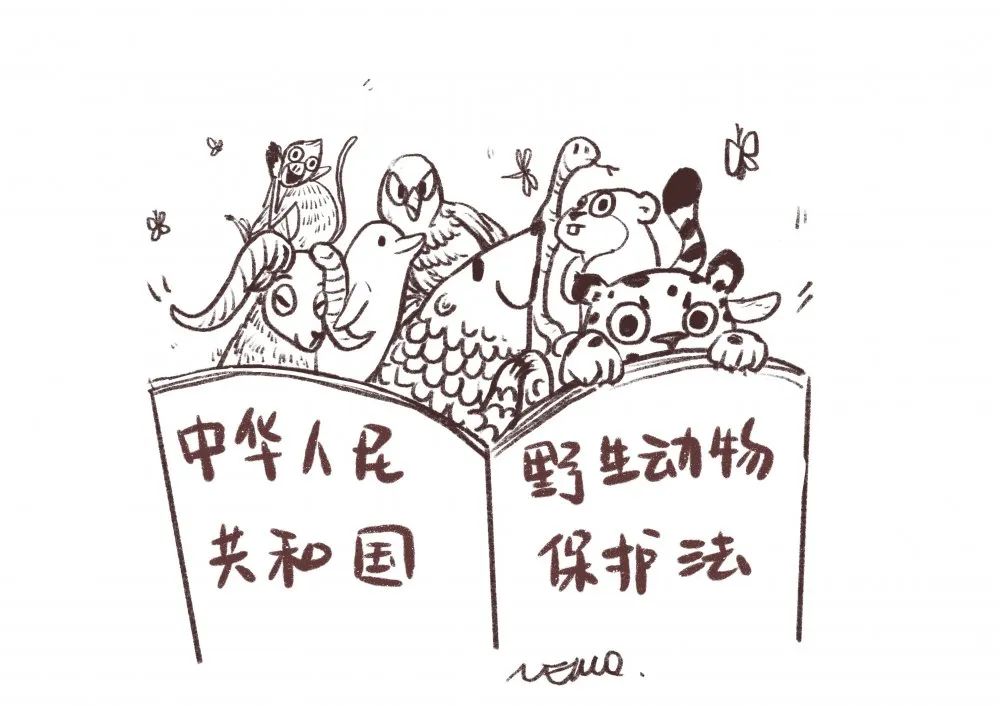 让我们一起了解野生动物保护法