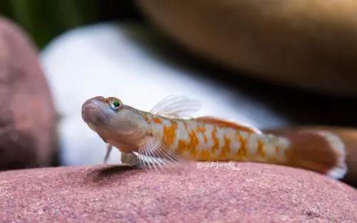 每日一鱼周氏吻虾虎鱼体色艳丽体态优美