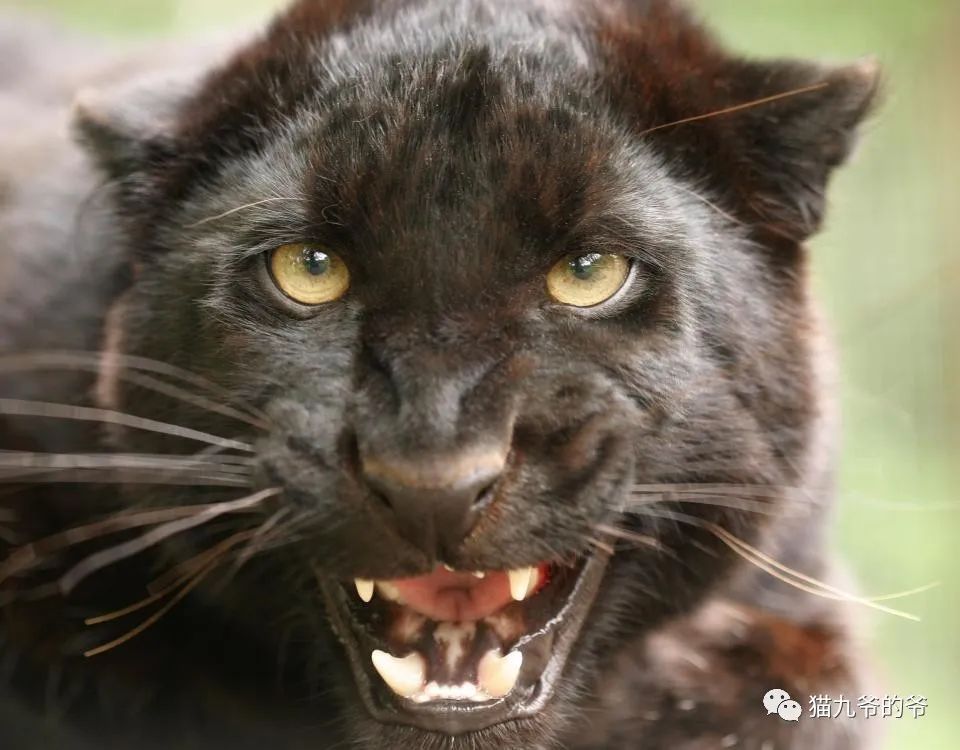 带你认识这九个鲜为人知的小品种猫,其中有三个是国内品种!_凯拉斯