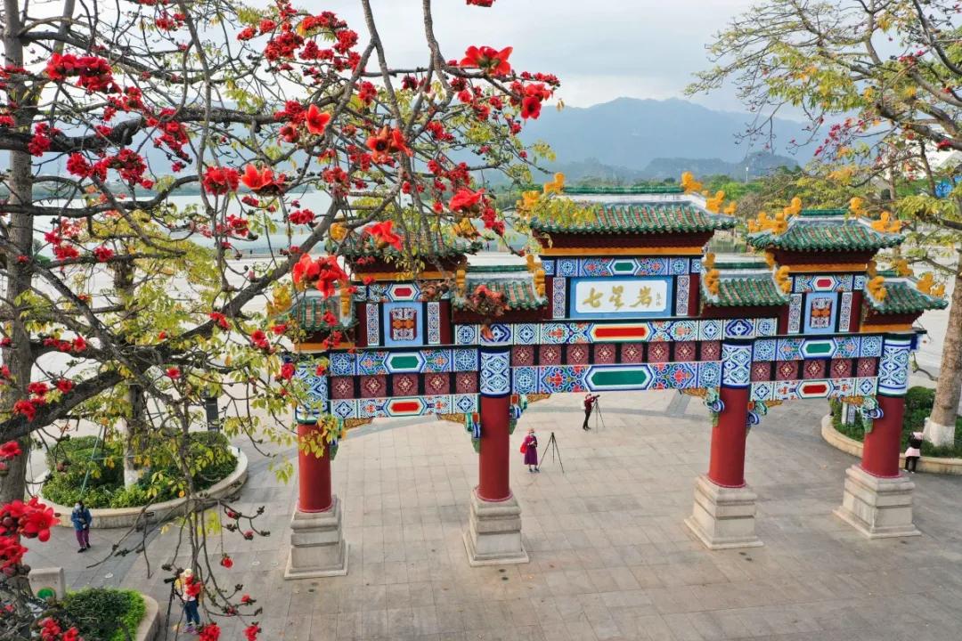 罕见的橙色木棉花开了繁花似锦一见倾心