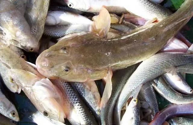 " 漫野甜香黄菜花,三春一品塘鳢鱼.汆汤剐片鳃帮肉,饱沃清鲜又几家?