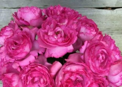 林家讲堂月季品种及品种创新第二期下