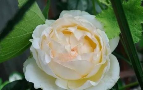 林家讲堂月季品种及品种创新第二期下