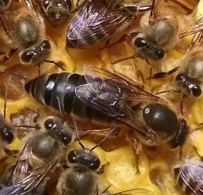野生大排蜂蜂王图片图片