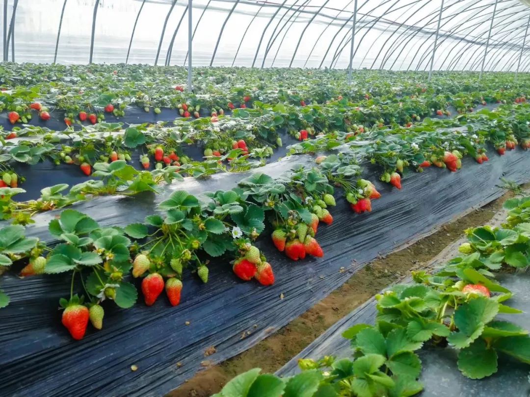 郑州出发1小时!9.9元一键开启草莓味的春天!