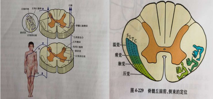 脊髓内部结构示意图图片