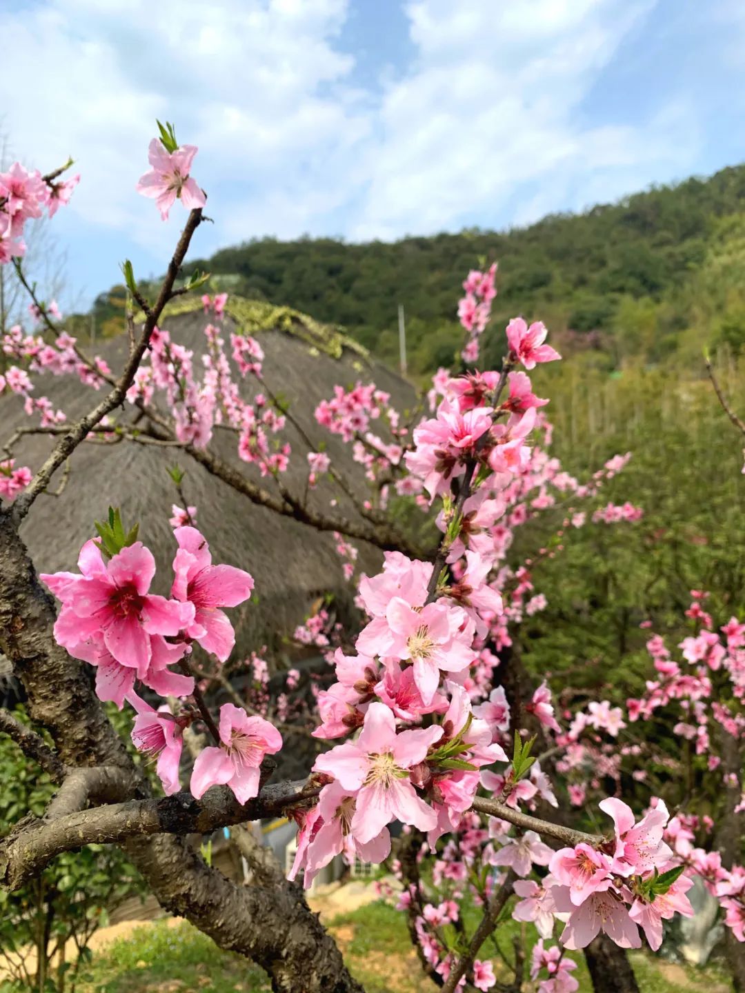 花开德清现实版三生三世十里桃林和春天的粉色浪漫之约