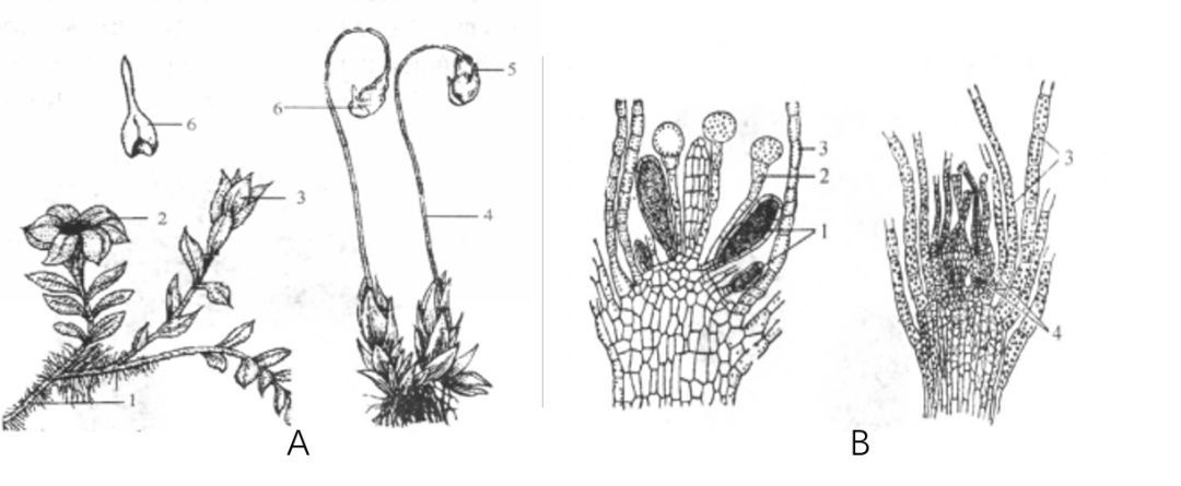 小小苔藓如何调节整个森林的氮库?_植物