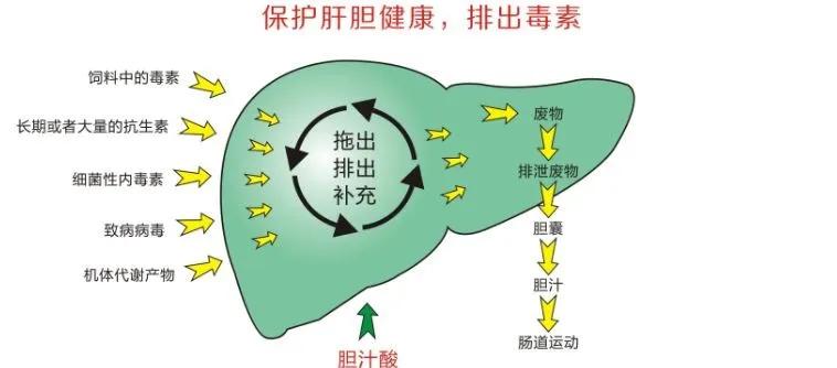 春季保肝正当时都知道人要保肝你知道猪群应该怎样保肝吗