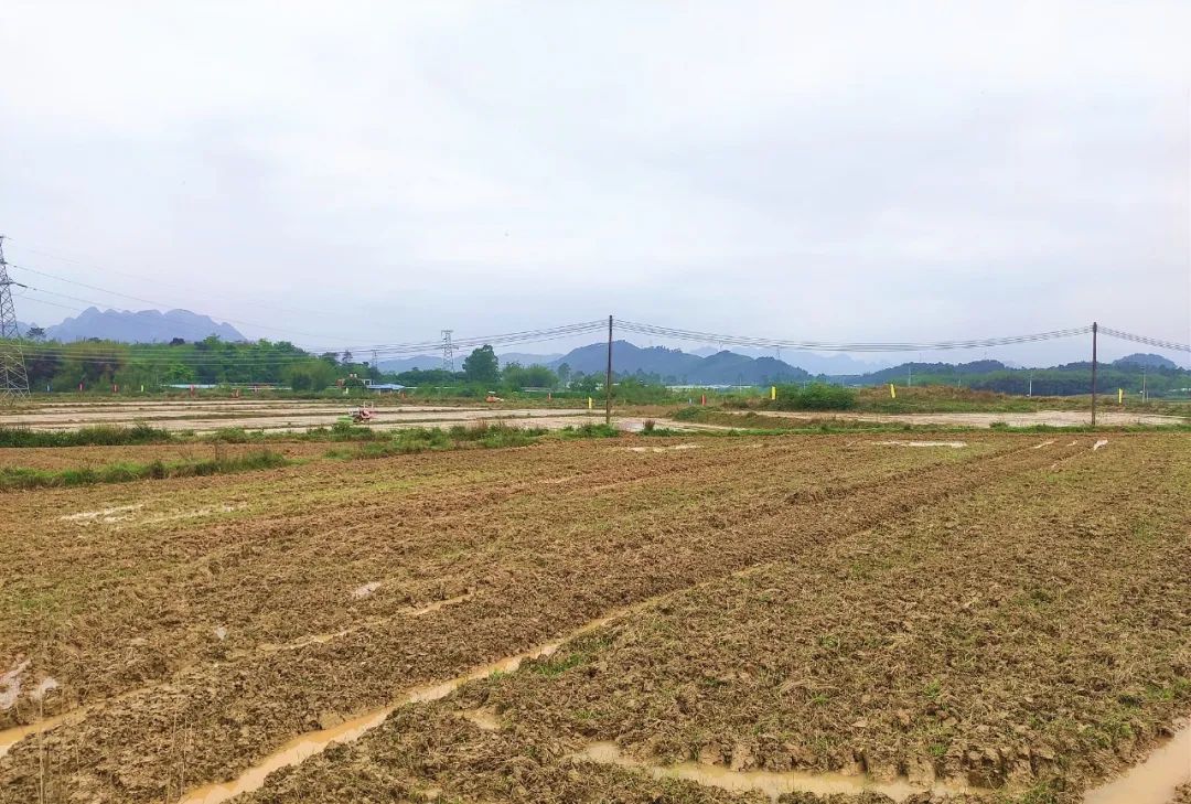 无人机水稻直播,5分钟可播种4亩地!
