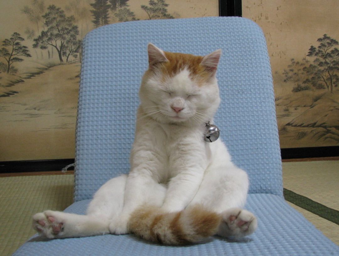 18岁日本网红猫叔去世惹无数网友泪奔谢谢你曾治愈了我