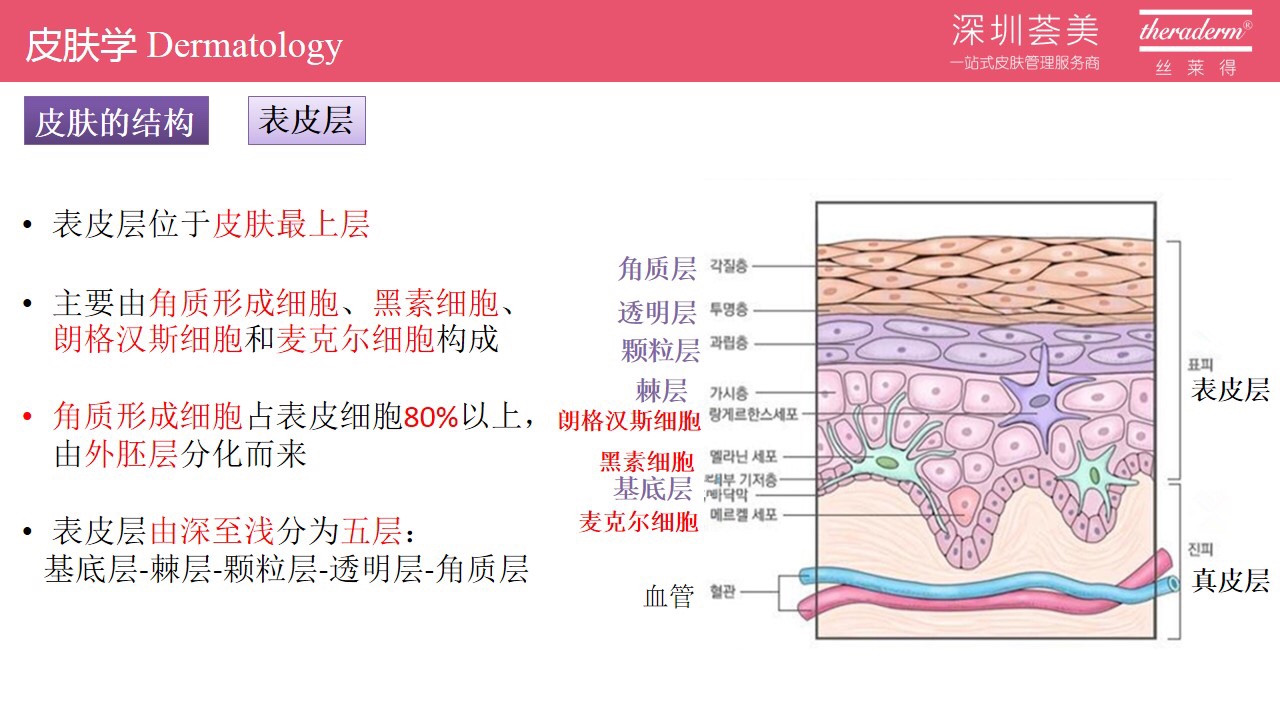 皮肤结构 中胚层图片