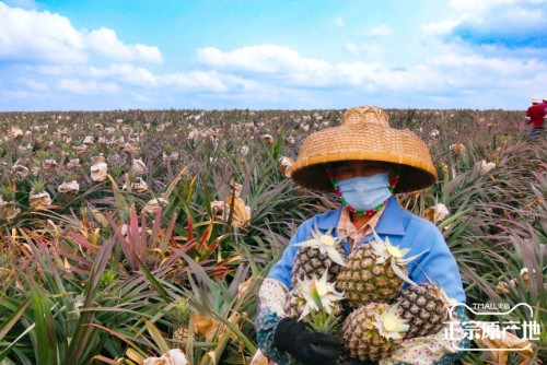 天猫正宗原产地助农抗疫深入产地挖出复购高达188的文昌凤梨