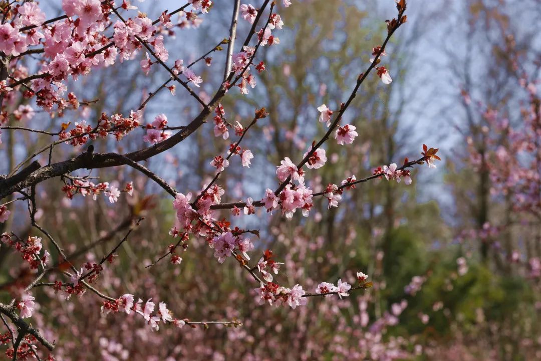 解鎖春天正當時漢服小姐姐帶你雲遊海灣梅花島