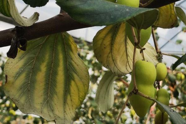 青枣的叶片出现网纹状黄化多半是缺这个营养三措施可以补回来