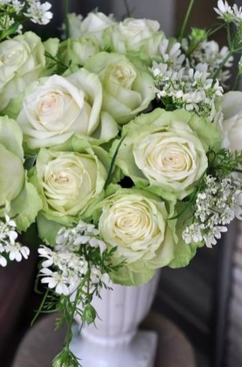 林家讲堂月季品种及品种创新第二期下